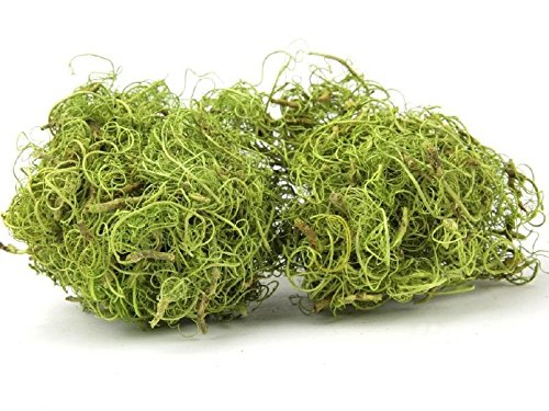 NaDeco Curly Moos grün 250g Deko Moos zum basteln Curlymoos Tillandsia Moos Bastelmoos Dekomoos