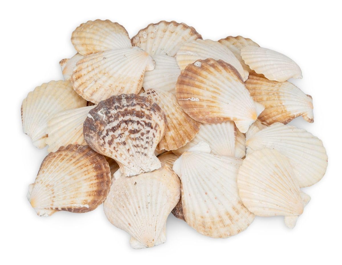 NaDeco Pecten radula - Kammmuscheln 0,5 kg, ca. 20-25 Stk. | Decatopecten radula zum Basteln | Jakobsmuschel für Dekorat