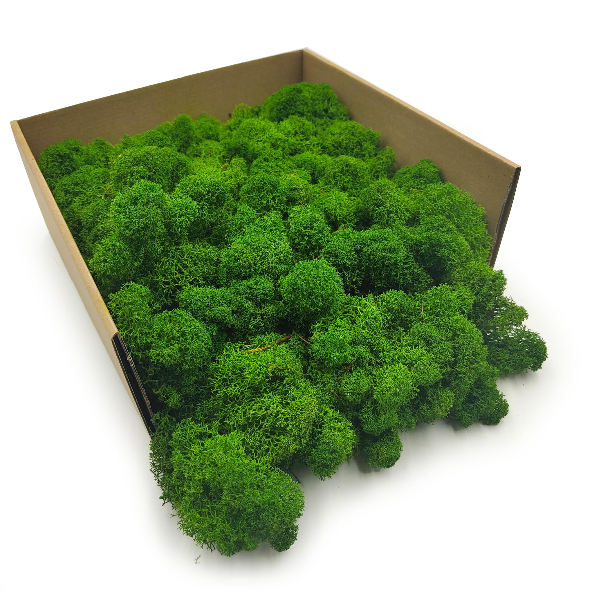 Enchanted Moos Stabilisiertes Rentiermoos Zum Basteln Für Floristik Fans Finnisch Waldgrün 500 g  
Enchanted Moos Stabil